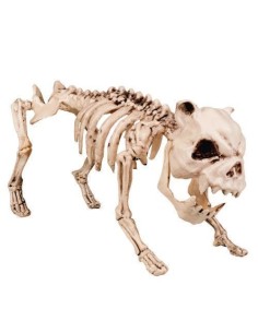 Hundeskelett (42 cm) - Hochwertige Qualität, ideal für Karneval, Themenpartys und besondere Veranstaltungen.
